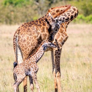Žirafa i mladunče u Keniji