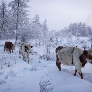 Ojmjakon – najhladnije mjesto na svijetu