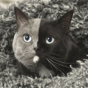 Britanska kratkodlaka mačka
