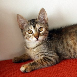 Amy Purr