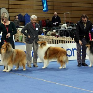 Međunarodna izložba pasa CACIB u sportskoj dvorani Zamet