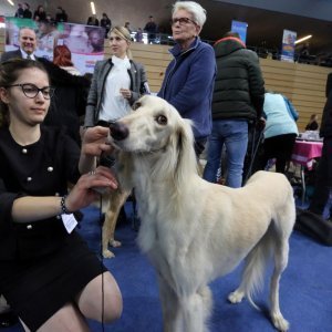 Međunarodna izložba pasa CACIB u sportskoj dvorani Zamet