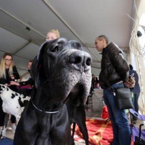 Međunarodna izložba pasa CACIB u sportskoj dvorani Zamet