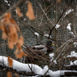 Idilični prizori parka Maksimir prekrivenog snijegom