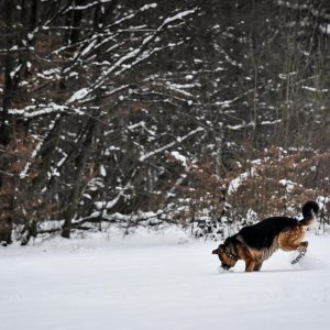 Idilični prizori parka Maksimir prekrivenog snijegom