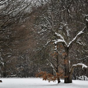 Idilični prizori parka Maksimir prekrivenog snijegom