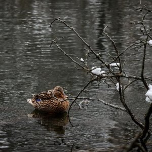 Idilični prizori parka Maksimir prekrivenog snijegom