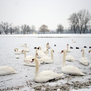 Iznimno niske temperature zaledile su jezero Jarun