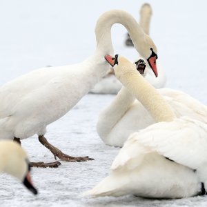 Iznimno niske temperature zaledile su jezero Jarun