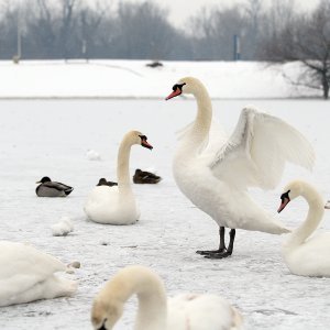 Iznimno niske temperature zaledile su jezero Jarun