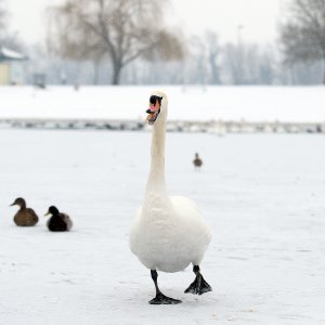 Iznimno niske temperature zaledile su jezero Jarun