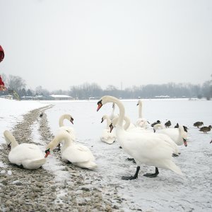 Iznimno niske temperature zaledile su jezero Jarun