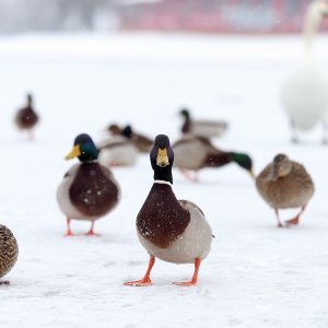 Iznimno niske temperature zaledile su jezero Jarun