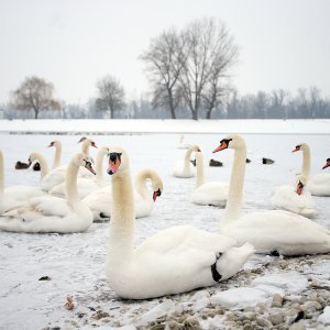 Iznimno niske temperature zaledile su jezero Jarun