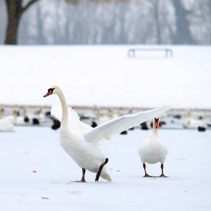 Iznimno niske temperature zaledile su jezero Jarun