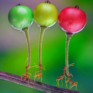 Mravi nose voće