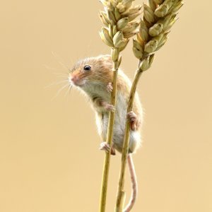 Poljski miš
