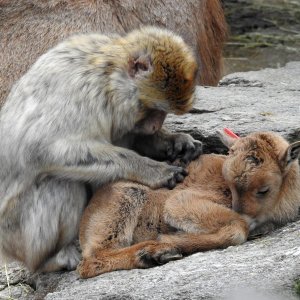 Bečki zoološki vrt Schönbrunn