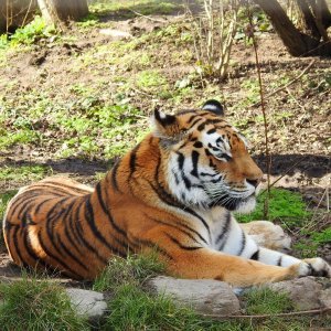 Bečki zoološki vrt Schönbrunn