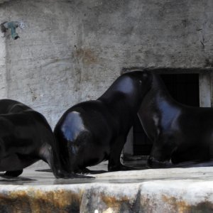 Bečki zoološki vrt Schönbrunn