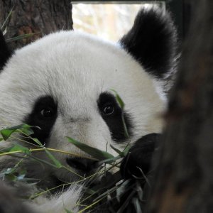 Bečki zoološki vrt Schönbrunn