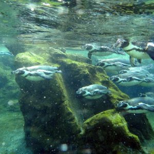 Bečki zoološki vrt Schönbrunn