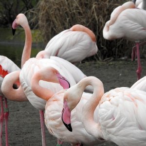 Bečki zoološki vrt Schönbrunn