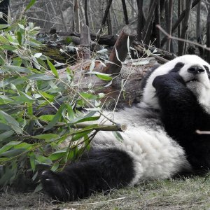 Bečki zoološki vrt Schönbrunn