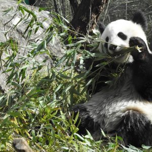 Bečki zoološki vrt Schönbrunn