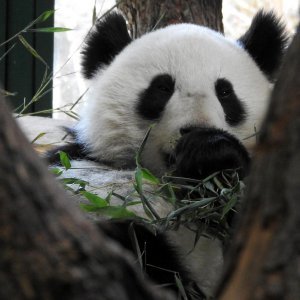 Bečki zoološki vrt Schönbrunn