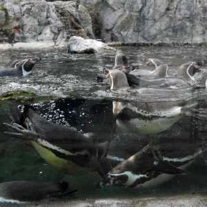 Bečki zoološki vrt Schönbrunn