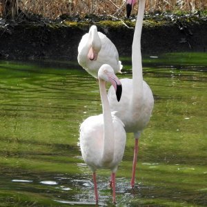 Bečki zoološki vrt Schönbrunn