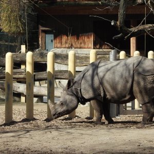 Bečki zoološki vrt Schönbrunn