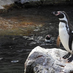 Bečki zoološki vrt Schönbrunn