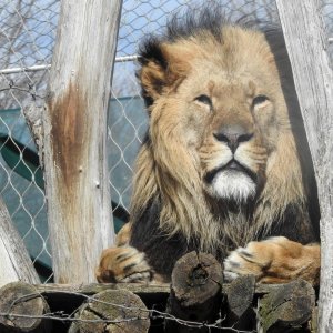 Bečki zoološki vrt Schönbrunn