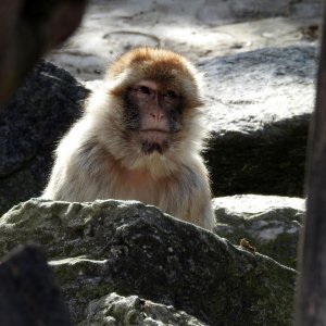 Bečki zoološki vrt Schönbrunn