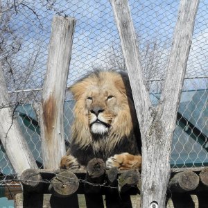 Bečki zoološki vrt Schönbrunn