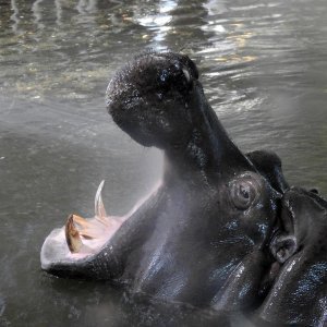 Bečki zoološki vrt Schönbrunn