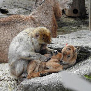 Bečki zoološki vrt Schönbrunn