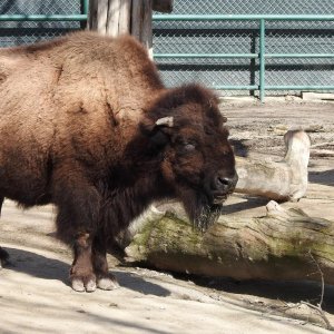 Bečki zoološki vrt Schönbrunn