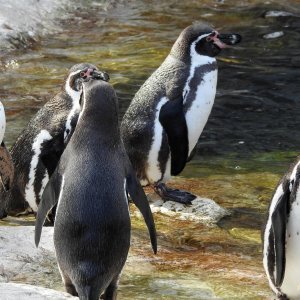 Bečki zoološki vrt Schönbrunn