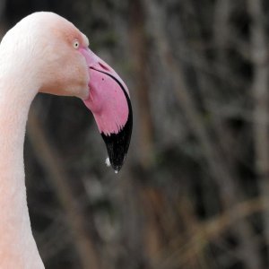 Bečki zoološki vrt Schönbrunn