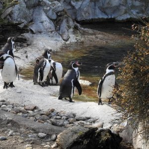 Bečki zoološki vrt Schönbrunn