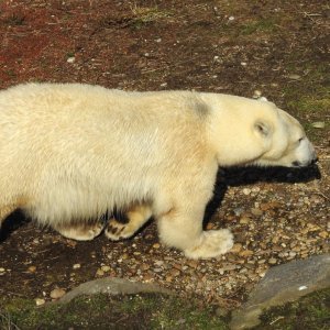 Bečki zoološki vrt Schönbrunn