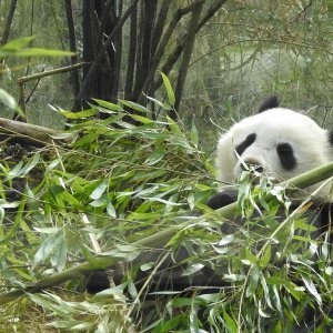 Bečki zoološki vrt Schönbrunn