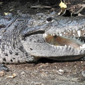 Bečki zoološki vrt Schönbrunn