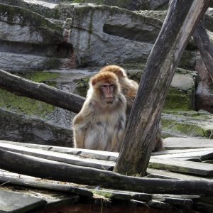 Bečki zoološki vrt Schönbrunn