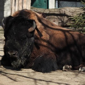 Bečki zoološki vrt Schönbrunn