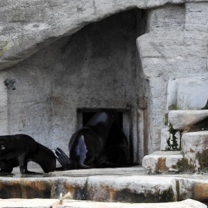 Bečki zoološki vrt Schönbrunn