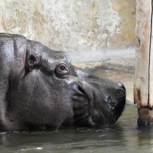 Bečki zoološki vrt Schönbrunn